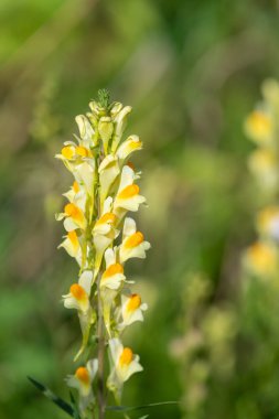 Close up of common toadflax (linuaria vulgaris) in bloom