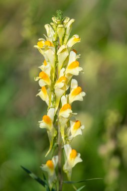 Close up of common toadflax (linuaria vulgaris) in bloom