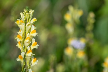 Close up of common toadflax (linuaria vulgaris) in bloom