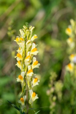 Close up of common toadflax (linuaria vulgaris) in bloom