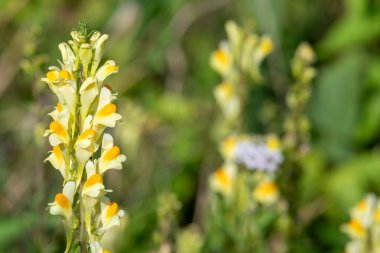 Close up of common toadflax (linuaria vulgaris) in bloom