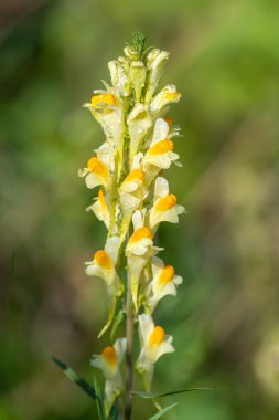 Close up of common toadflax (linuaria vulgaris) in bloom