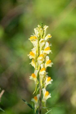 Close up of common toadflax (linuaria vulgaris) in bloom