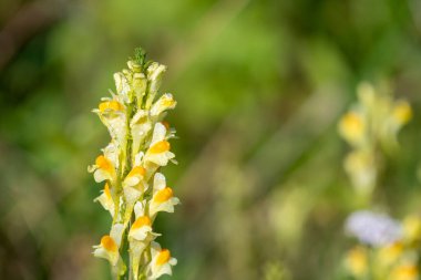 Close up of common toadflax (linuaria vulgaris) in bloom