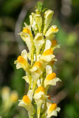 Close up of common toadflax (linuaria vulgaris) in bloom