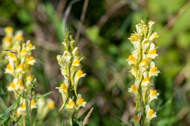 Çiçekler açan ortak toadflax (linuaria vulgaris) çiçeklerini kapat