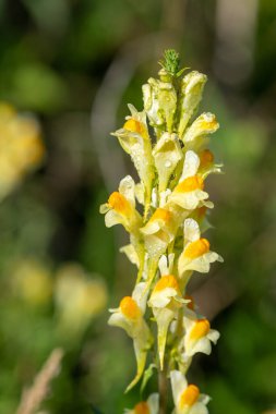 Close up of common toadflax (linuaria vulgaris) in bloom