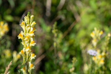 Close up of common toadflax (linuaria vulgaris) in bloom