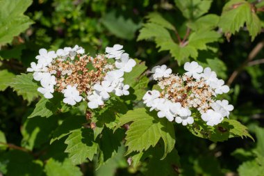 Kızılcık çalı viburumunun (viburnum trilobum) çiçekleri çiçek açarken kapat