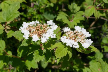 Kızılcık çalı viburumunun (viburnum trilobum) çiçekleri çiçek açarken kapat