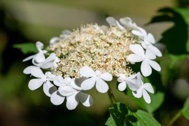 Kızılcık çalı viburumunun (viburnum trilobum) çiçekleri çiçek açarken kapat