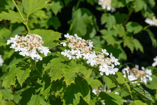 Kızılcık çalı viburumunun (viburnum trilobum) çiçekleri çiçek açarken kapat