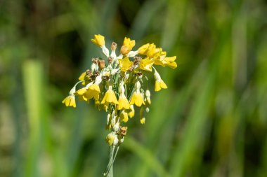 Tibet inek sürüsü (primula florindae) çiçeklerinin açılışını kapat