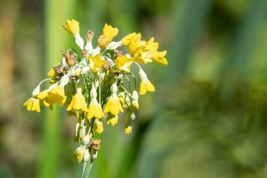 Tibet inek sürüsü (primula florindae) çiçeklerinin açılışını kapat
