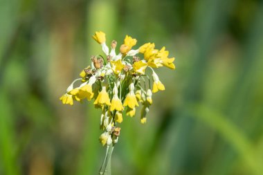 Tibet inek sürüsü (primula florindae) çiçeklerinin açılışını kapat