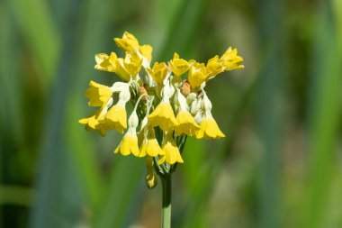 Tibet inek sürüsü (primula florindae) çiçeklerinin açılışını kapat