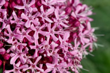 Meksika ortancasını (katip davul bungei) çiçek açarken kapatın