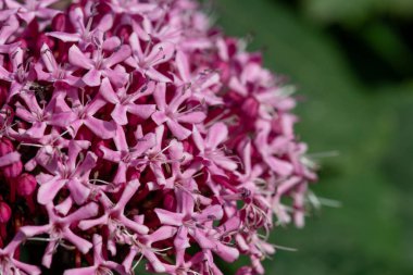 Meksika ortancasını (katip davul bungei) çiçek açarken kapatın