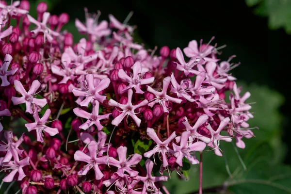 Meksika ortancasını (katip davul bungei) çiçek açarken kapatın