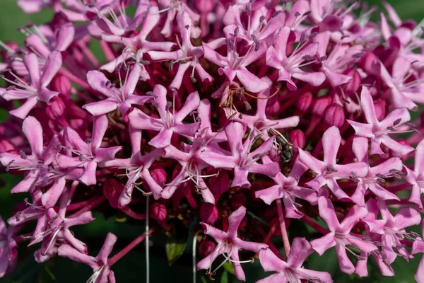 Meksika ortancasını (katip davul bungei) çiçek açarken kapatın