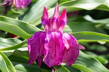 Roscoea purpurea çiçekleri çiçek açmış.