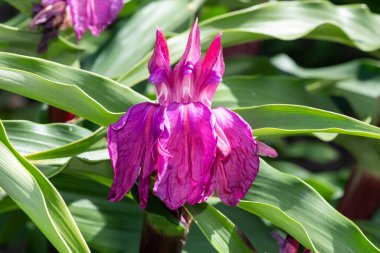 Roscoea purpurea çiçekleri çiçek açmış.