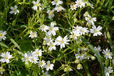 Daha büyük dikişotu (rabelera holostea) çiçekleri çiçek