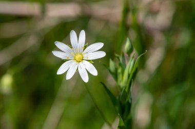 Daha büyük bir dikişotu (rabelera holostea) çiçeğinin makro çekimi