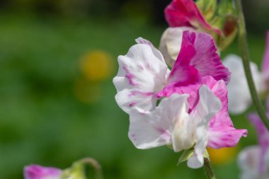 Çiçekler açan pembe ve beyaz bezelye (lathyrus kokusu) çiçeklerini kapat
