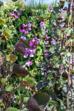 Çiçek açan sümbül tohumlarına (labrab purpurea) yakın çekim