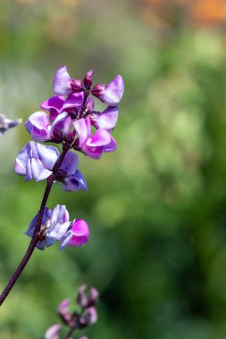 Çiçek açan sümbül tohumlarına (labrab purpurea) yakın çekim