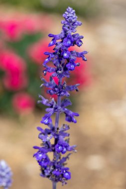 Çiçek açan bir mealycup adaçayı (salvia farinacea) çiçeğini giydirin