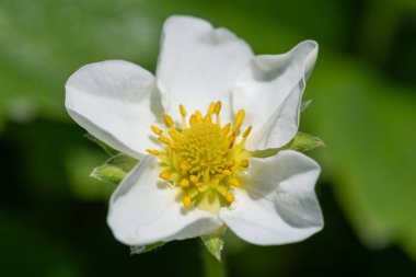 Çilek (fragaria x ananassa) çiçeğinin makro çekimi