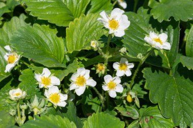 Çilek (fragaria x ananassa) çiçeklerinin açılışını kapat