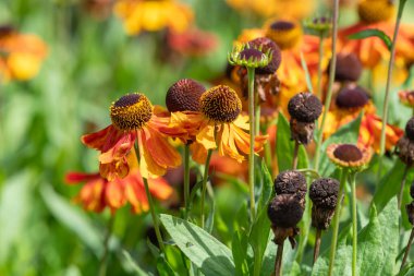 Yaygın hapşırık otlarına (helenyum sonbaharı) çiçek açarken yaklaş