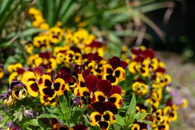 Çiçek açan hanım evlatları (viola x wittrockiana)