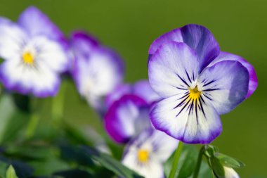 Rocky Purple Picotee 'nin çiçekli kemanına yaklaş.