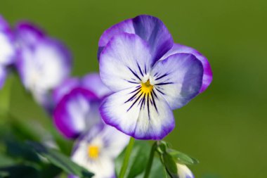 Rocky Purple Picotee 'nin çiçekli kemanına yaklaş.