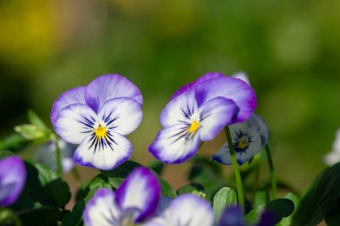 Rocky Purple Picotee 'nin çiçekli kemanına yaklaş.