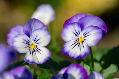 Rocky Purple Picotee 'nin çiçekli kemanına yaklaş.