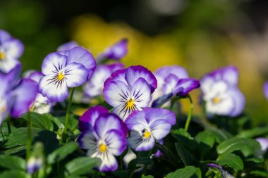Rocky Purple Picotee 'nin çiçekli kemanına yaklaş.