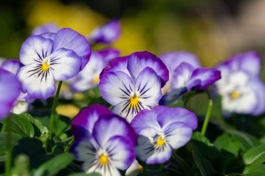 Rocky Purple Picotee 'nin çiçekli kemanına yaklaş.