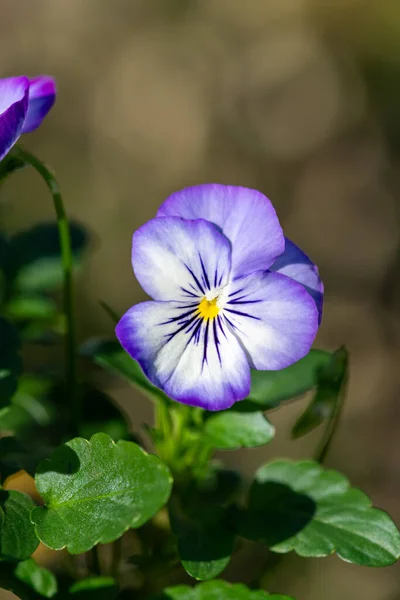 Macro Shot Rocky Purple Picotee Viola Flower Bloom Royalty Free Stock Images