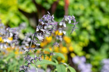 Çalkantılı adaçayı çiçeklerinin açtığı yeri kapatın.