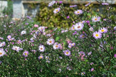 Aromatik paskalya (synphyotrichum oblongifolium) çiçeklerinin açılışını kapat
