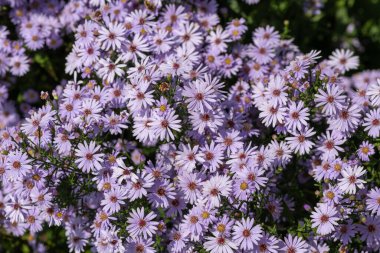 Aromatik paskalya (synphyotrichum oblongifolium) çiçeklerinin açılışını kapat