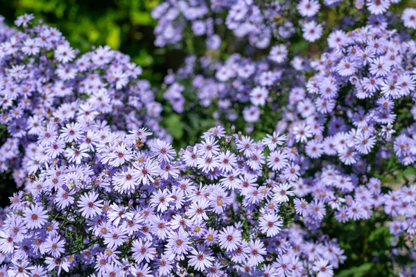 Aromatik paskalya (synphyotrichum oblongifolium) çiçeklerinin açılışını kapat