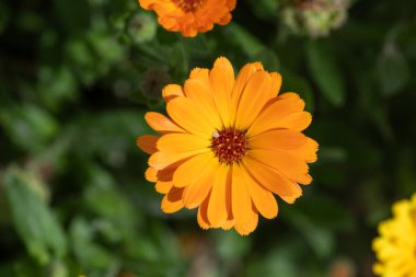 Close up of a common marigold (calendula officinalis) flower in bloom