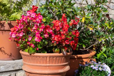 Bir saksıdaki begonya çiçeklerini kapat.