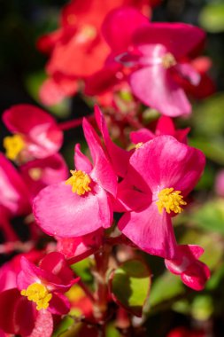 Çiçek açmış pembe begonya çiçeklerine yaklaş